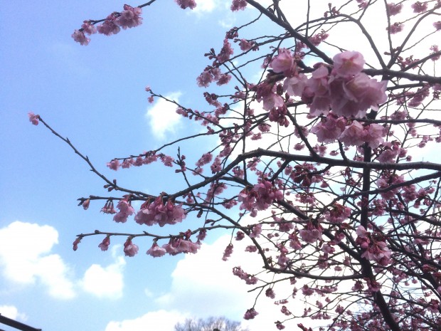 掛川桜